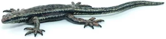 Jaszczurka żyworodna