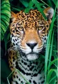 Puzzle 500 Compact Jaguar in the jungle - tantis.pl