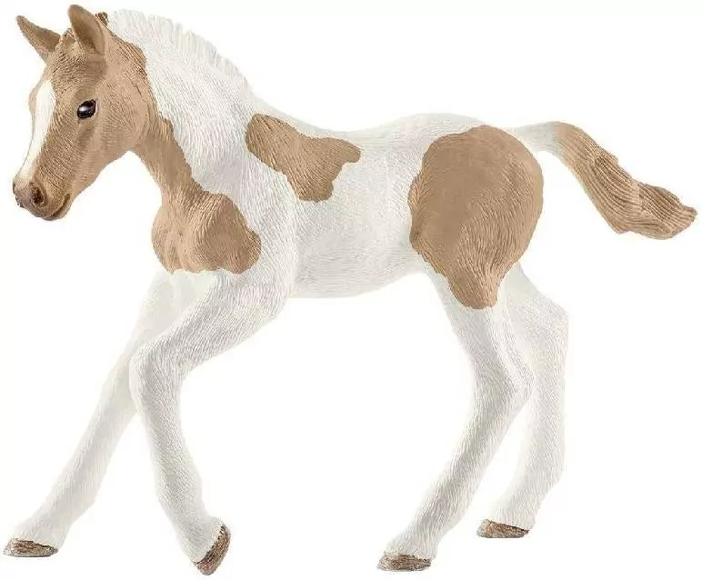 Źrebię rasy Paint Foal - tantis.pl