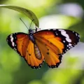 Karnet kwadrat z kopertą Tiger Butterfly - tantis.pl