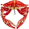 Krab pomarańczowy 26cm - tantis.pl