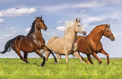 Kalendarz trójdzielny 2026 MiP Konie - tantis.pl