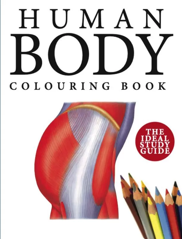 Human Body Colouring Book wer. angielska - tantis.pl