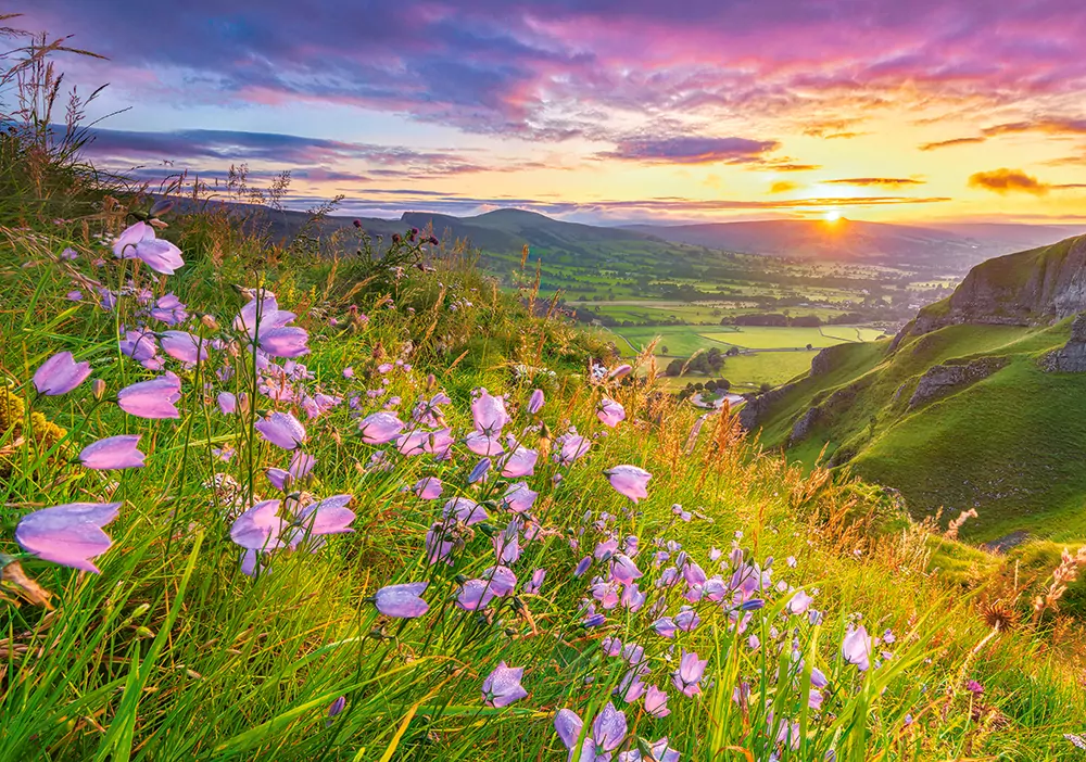 Castor. Puzzle 500. Harebells at Sunrise - tantis.pl