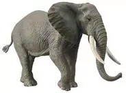 Słoń Afrykański - tantis.pl