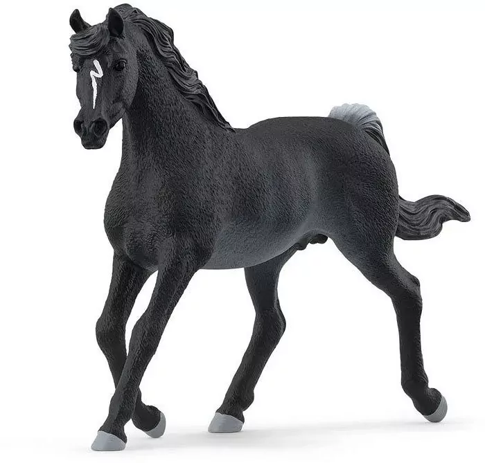 Ogier czystej krwi arabskiej - tantis.pl