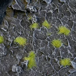 Gamers Grass: Special tufts - 2 mm - Light Green (Tiny)