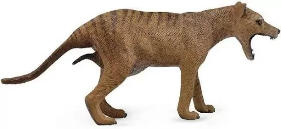 Wilk workowaty tasmański samica