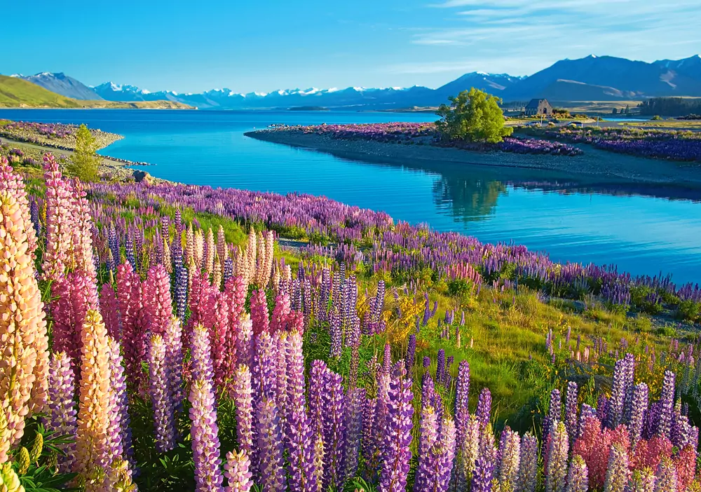Puzzle 500. Jezioro Tekapo Nowa Zelandia. 53896 - tantis.pl