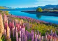 Puzzle 500. Jezioro Tekapo Nowa Zelandia. 53896 - tantis.pl