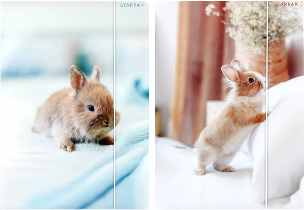 Teczka z gumką A4 Królik mix - tantis.pl