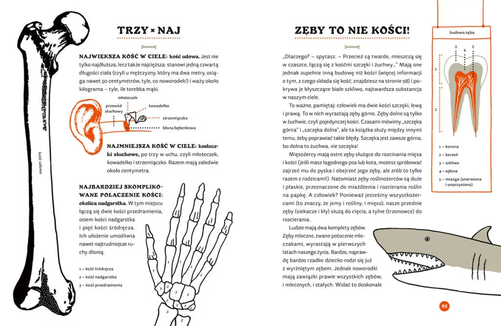 Tajemnice szkieletów. O czym klekoczą kości? - tantis.pl