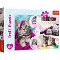 Puzzle 160. Urocze kotki - tantis.pl