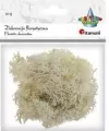 Mech chrobotek beżowy 20g - tantis.pl