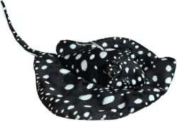 Płaszczka czarna 55cm