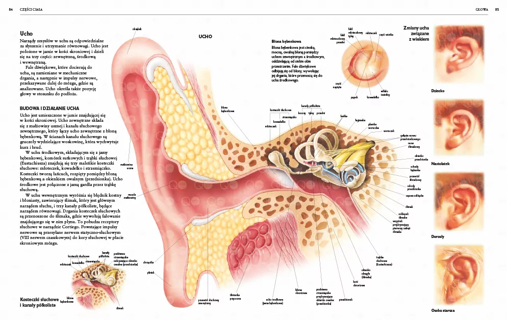 Ciało człowieka Atlas - tantis.pl