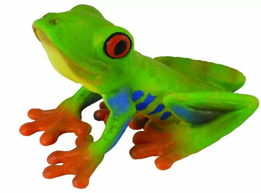 Żaba czerwonooka rzekotka drzewna - tantis.pl