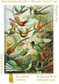 Notatnik quatro linia TW Kolibry Ernst Haeckel - tantis.pl