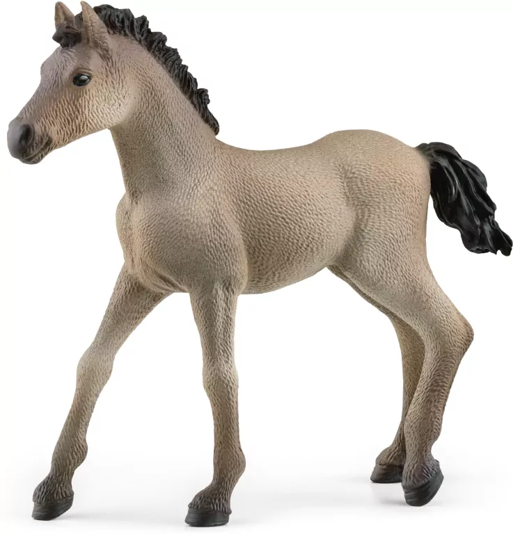 Źrebię rasy criollo definitivo 13949 - tantis.pl