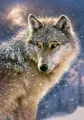 Puzzle 500. Samotny wilk. B-52431 - tantis.pl