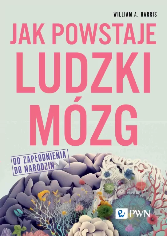 Jak powstaje ludzki mózg. Od zapłodnienia do narodzin - tantis.pl