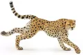 Gepard grzywiasty biegnący - tantis.pl