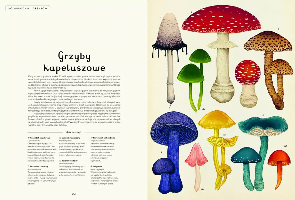 Fungarium. Muzeum Grzybów - tantis.pl