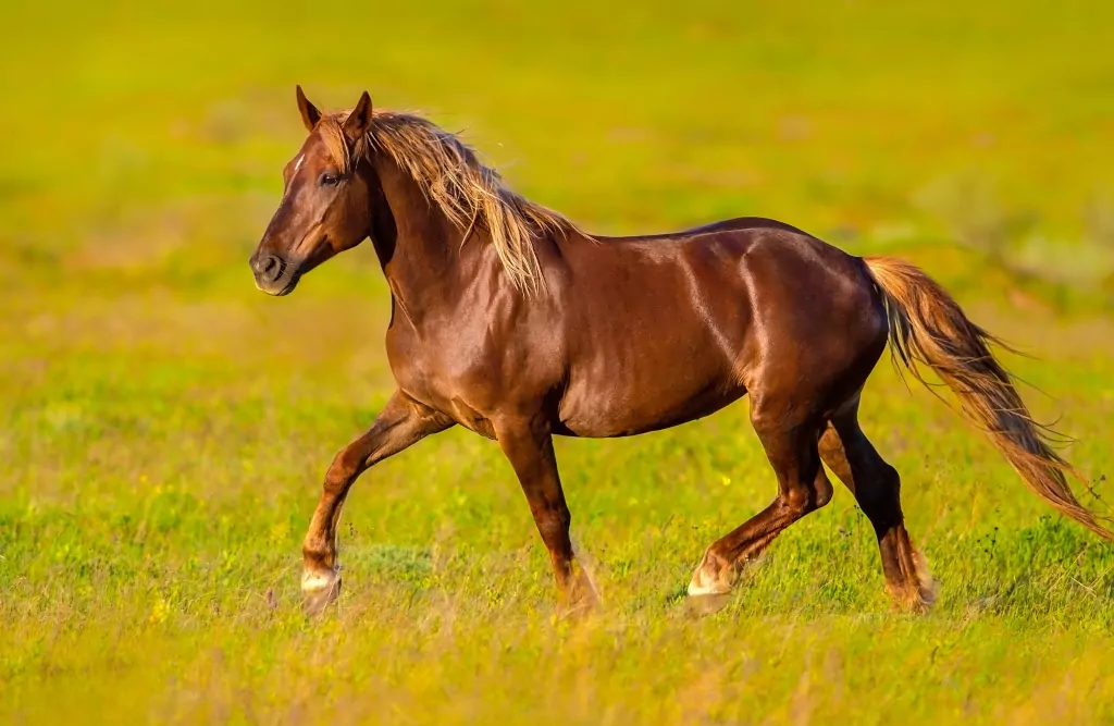 Kalendarz trójdzielny 2026 MiP Konie - tantis.pl