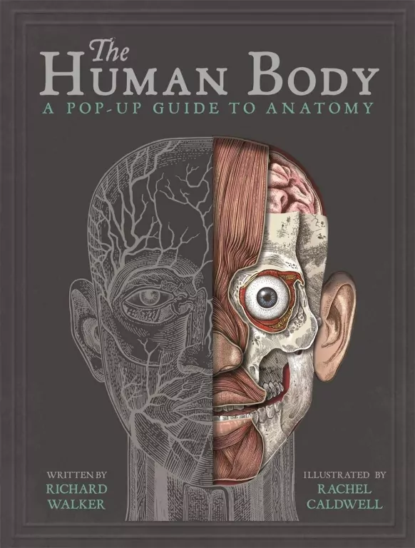 The Human Body. A Pop-Up Guide to Anatomy wer. angielska - tantis.pl