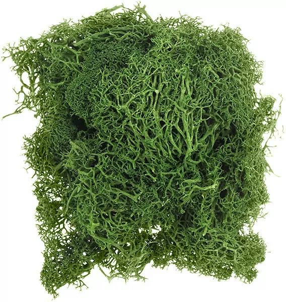 Mech chrobotek ciemnozielony 20g - tantis.pl