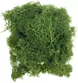 Mech chrobotek ciemnozielony 20g - tantis.pl