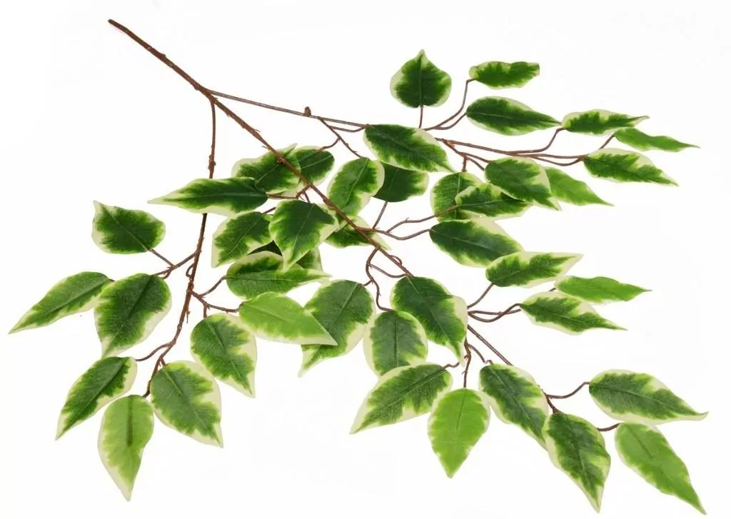 Gałązka benjamina cieniowana - tantis.pl