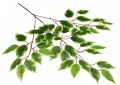 Gałązka benjamina cieniowana - tantis.pl