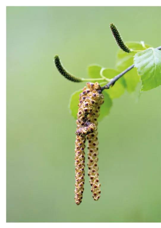 Gemmoterapia. Pączki roślin dla naszego zdrowia - tantis.pl