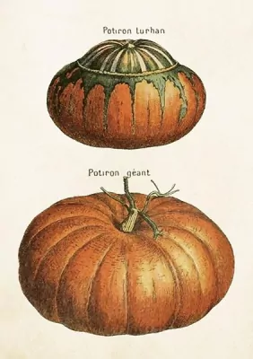 Karnet ST515 B6 + koperta Dynie