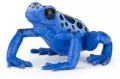 Żaba równikowa niebieska - tantis.pl