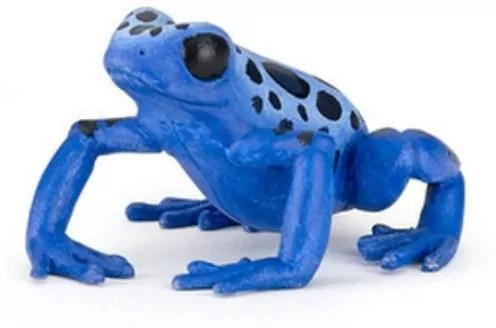 Żaba równikowa niebieska