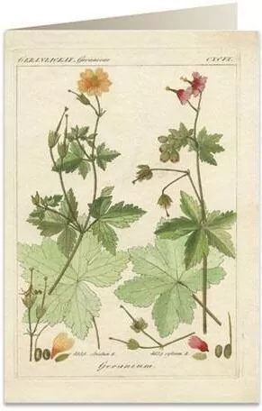 Karnet B6 + koperta: Pelargonia pachnąca - tantis.pl