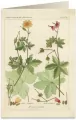 Karnet B6 + koperta: Pelargonia pachnąca - tantis.pl
