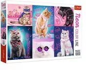 Puzzle 1000. Neon Color Line. Super cats - tantis.pl