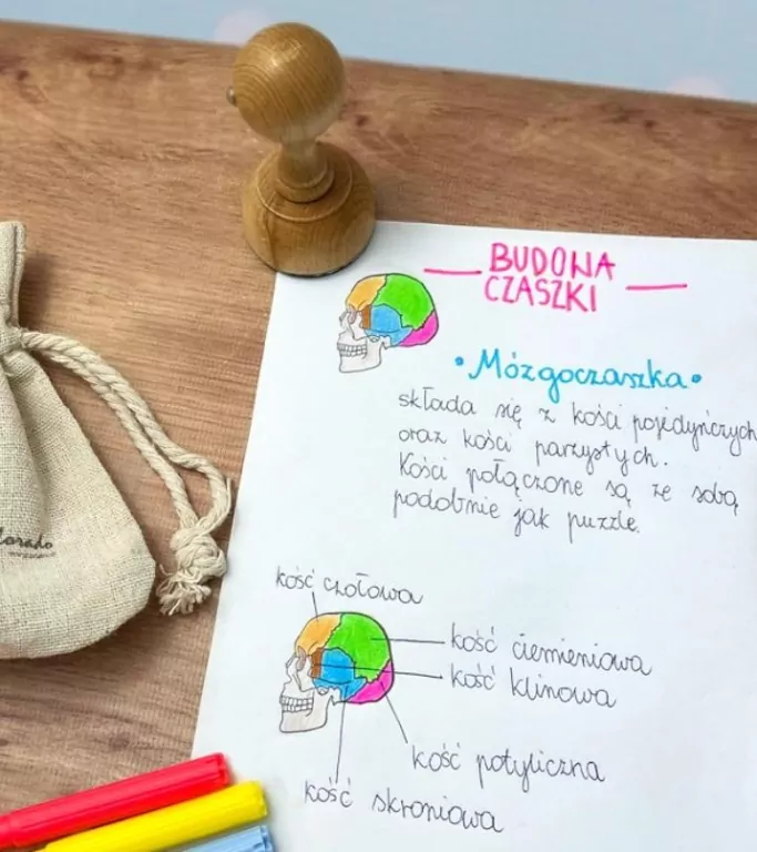 Stempel mózgoczaszka - tantis.pl
