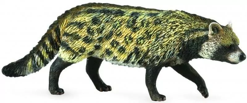 Cyweta afrykańska - tantis.pl