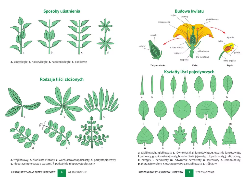 Kieszonkowy atlas drzew i krzewów. 180 gatunków - tantis.pl