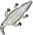 Aligator do pływania - tantis.pl