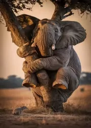 Diamentowa Mozaika Zwierzęta słoń na drzewie bojący się myszy NO-2003074