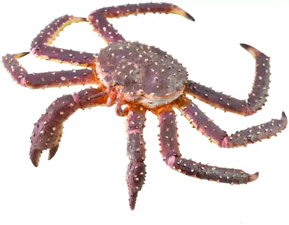 Krab królewski - tantis.pl