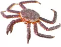 Krab królewski - tantis.pl