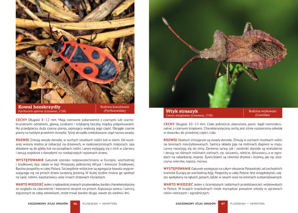 Kieszonkowy atlas owadów - tantis.pl