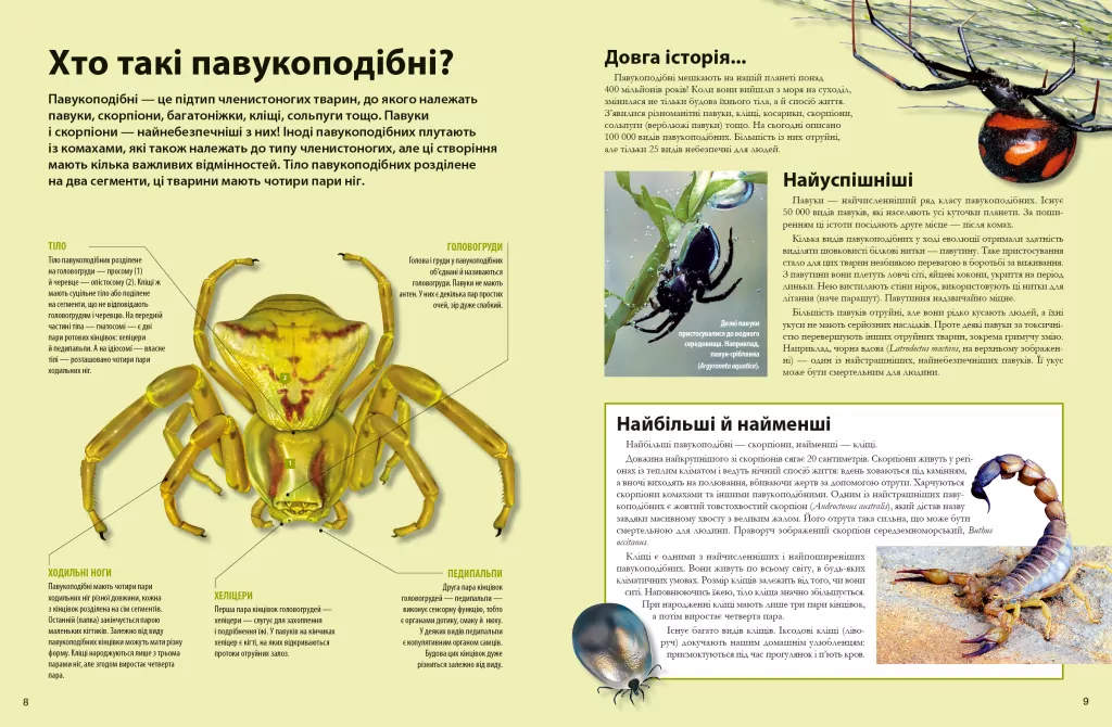 Велика книга комах - tantis.pl