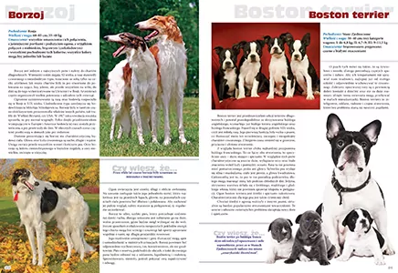 Pies. Rasy z całego świata - tantis.pl